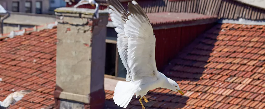 Residential Chimney Animal Removal Solution in Lewiston, ID